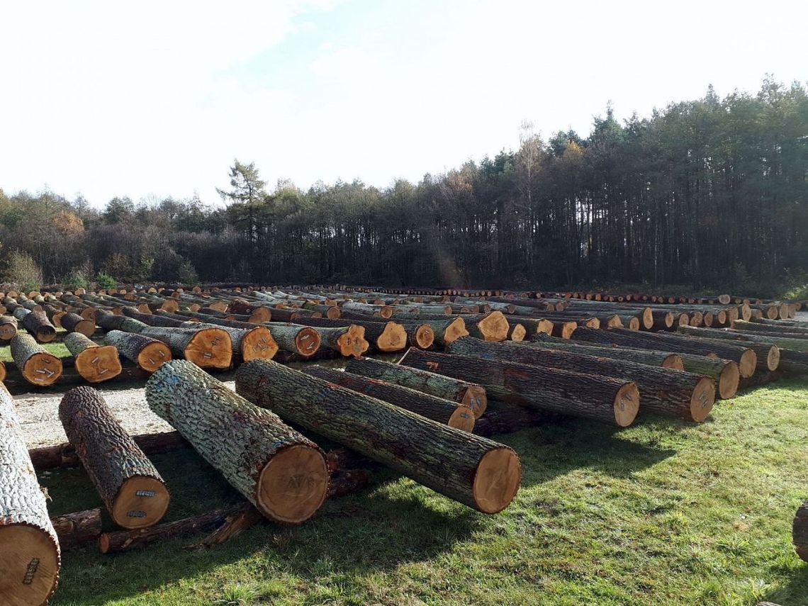 Nadleśnictwo Ciechanów zaprasza na zakupy Nadleśnictwo Ciechanów zaprasza na zakupy