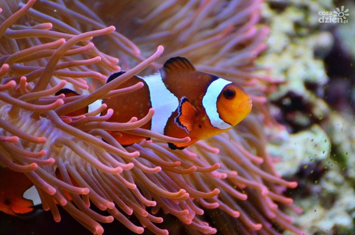 Nemo i Dory wkrótce w Przasnyszu. W SP nr 1 powstaje morskie akwarium