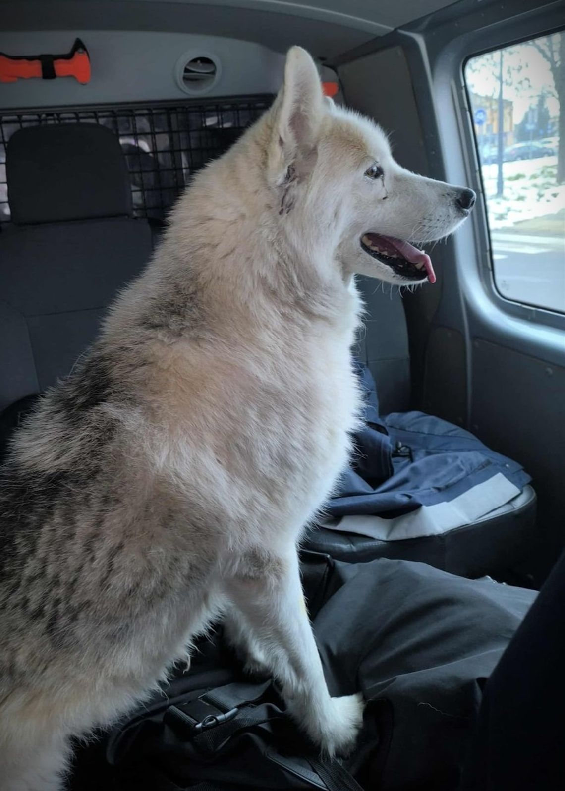 Pies podróżnik i historia z happy endem