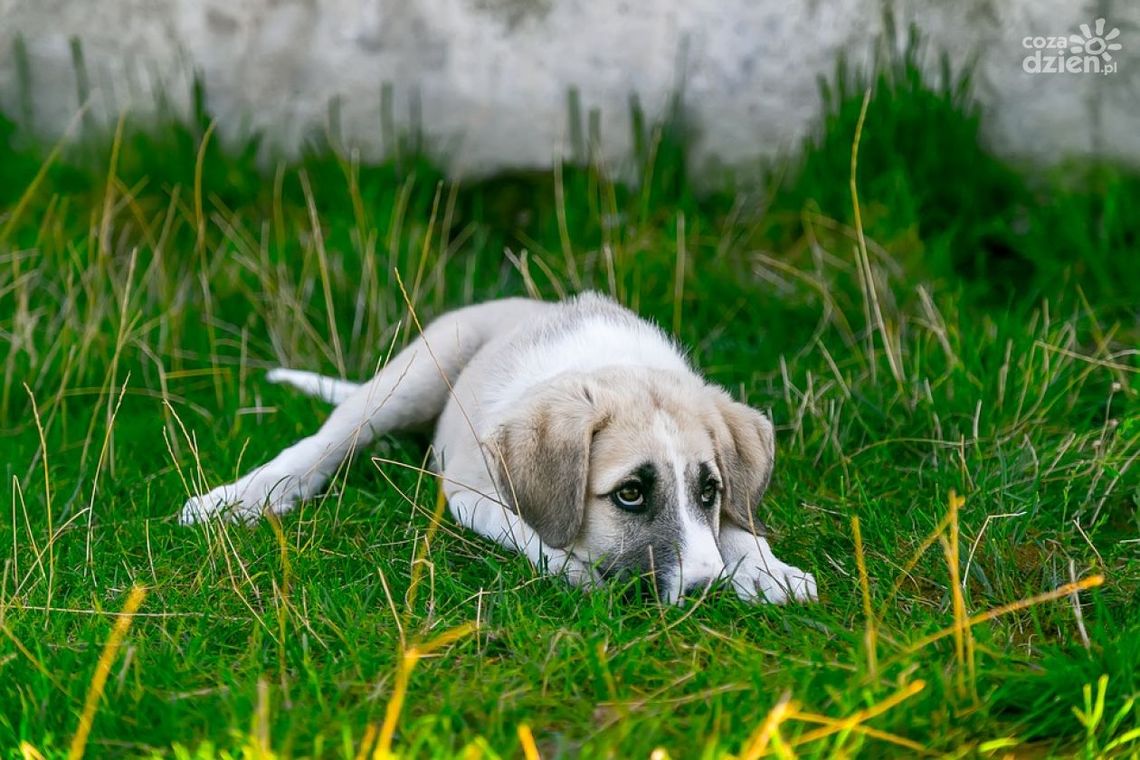Pies ze schroniska będzie na pewno kochającym i oddanym przyjacielem. Te z Pawłowa czekają na adopcję