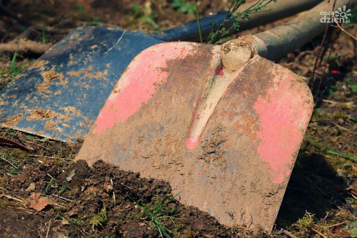 Pijany zabił psiaki łopatą a później je zakopał Pijany zabił psiaki łopatą a później je zakopał