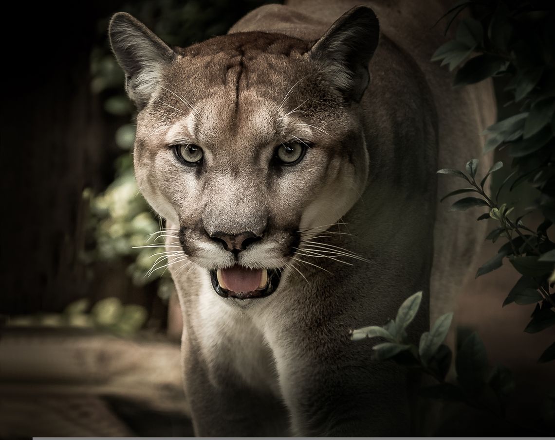 PILNE!!! Puma w lasach pod Ciechanowem. Jest apel do mieszkańców