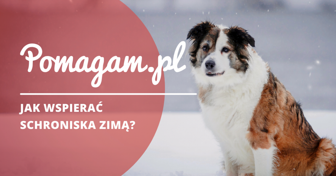 Pomoc schroniskom dla zwierząt w okresie zimowym - wsparcie, darowizny i wolontariat