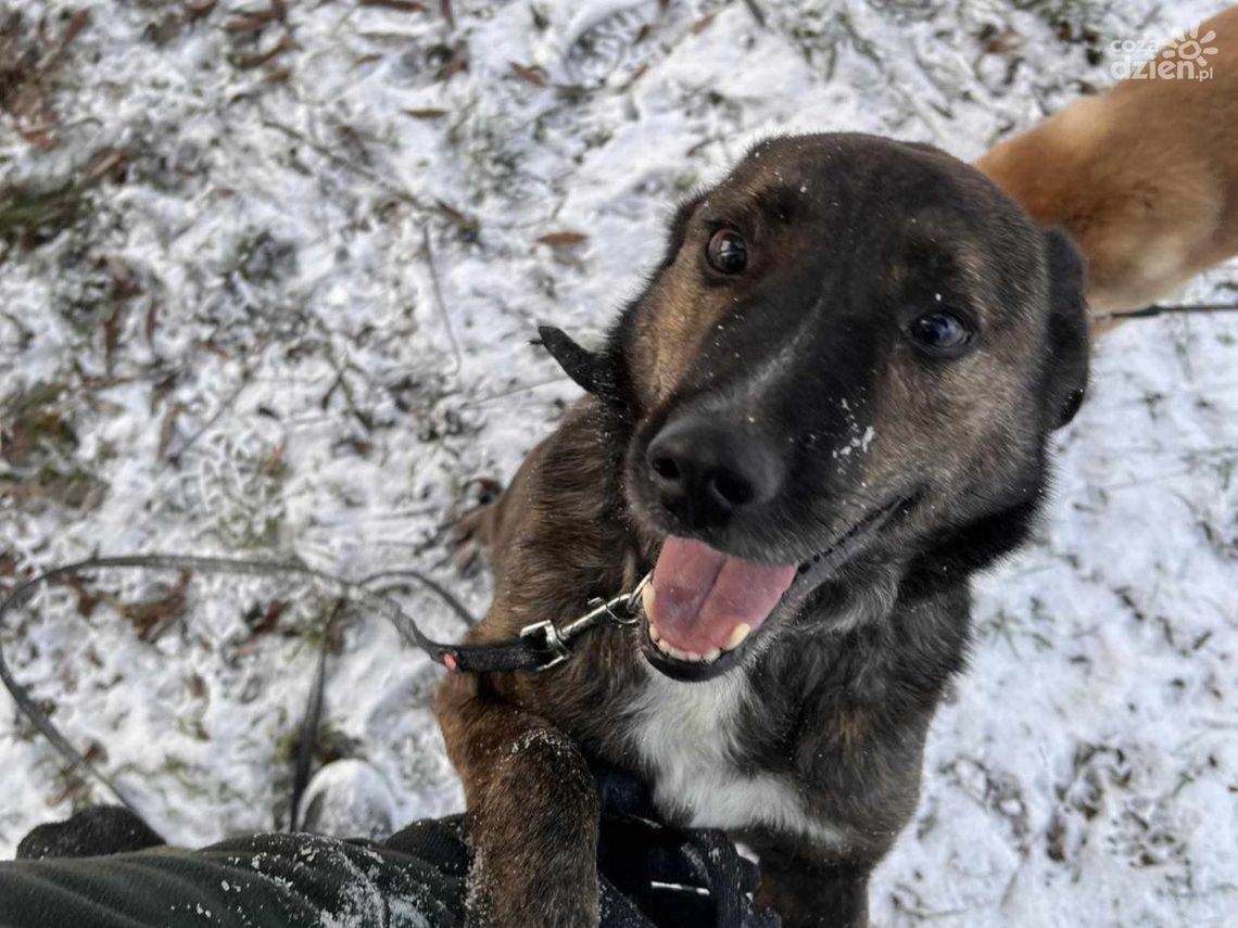 Potrzebna pomoc! Schronisko w trudnym okresie zimowym poszukuje osób chętnych do wolontariatu