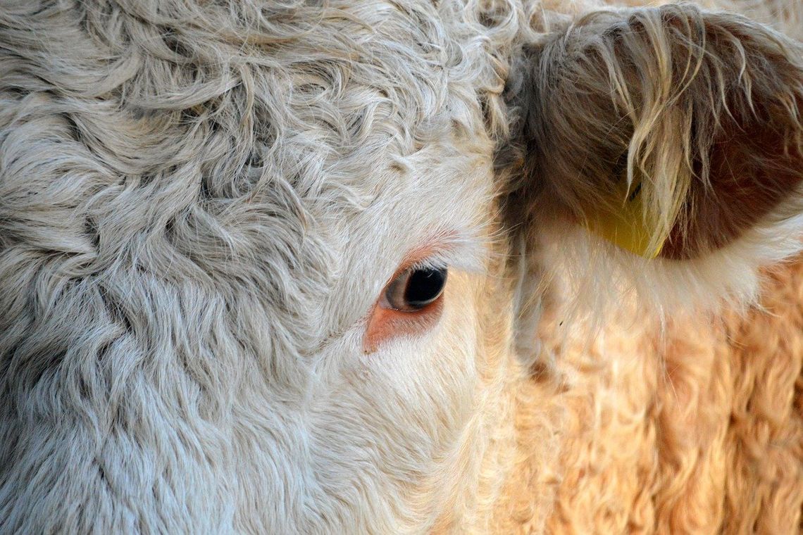 Powiat płoński. Choroba niebieskiego języka się rozprzestrzenia