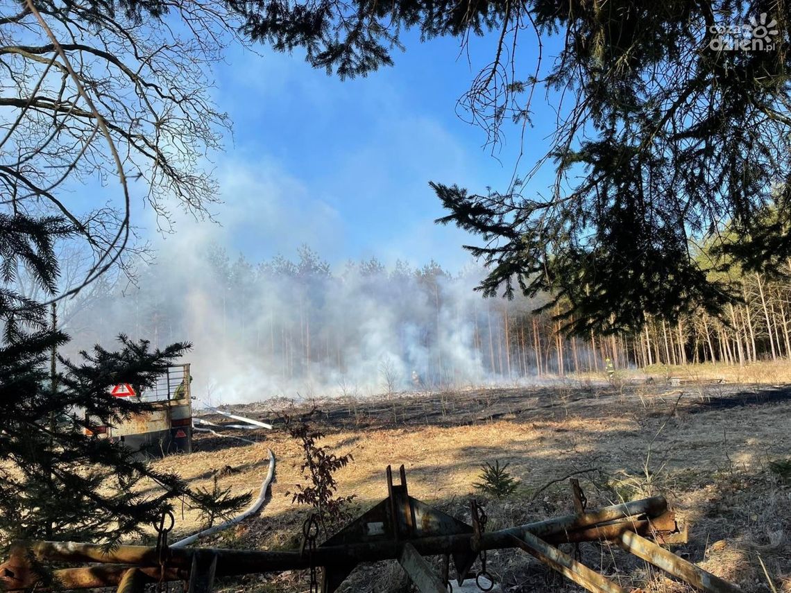 Pożar traw w Ościsłowie. Czy doszło do podpalenia?