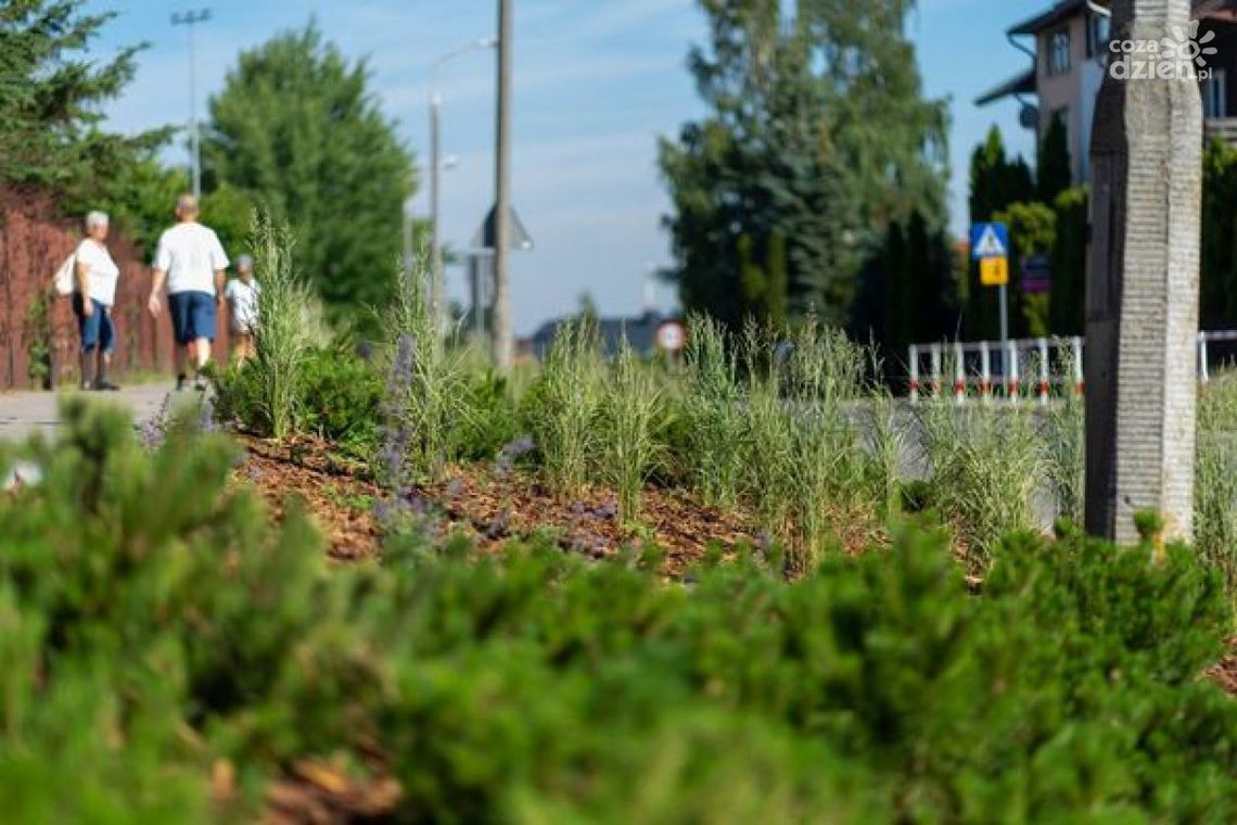 Przybyło roślin przy Szkole Podstawowej nr 7 w Ciechanowie Przybyło roślin przy Szkole Podstawowej nr 7 w Ciechanowie