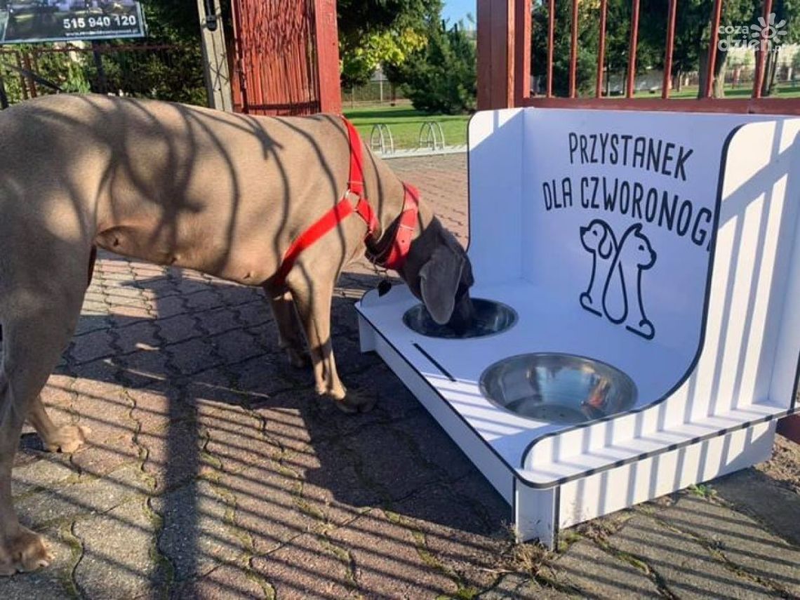 Przystanki dla czworonogów w Przasnyszu