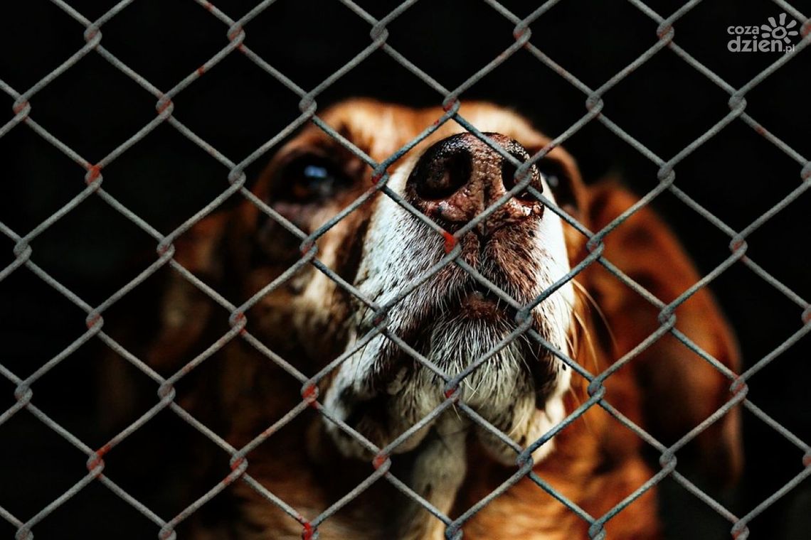 Psy ze schroniska w Pawłowie wciąż liczą, że ktoś je przygarnie. W każdej chwili można je adoptować