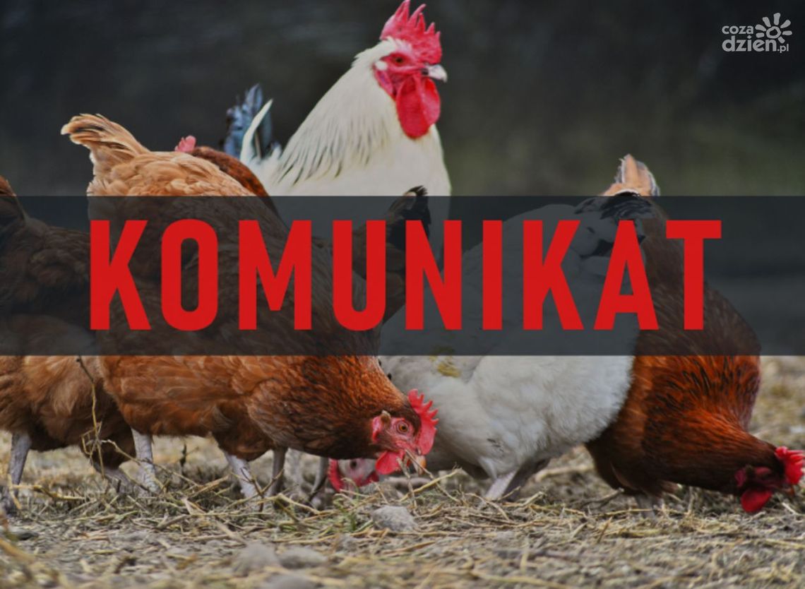 Ptasia grypa: nakaz trzymania drobiu w zamknięciu