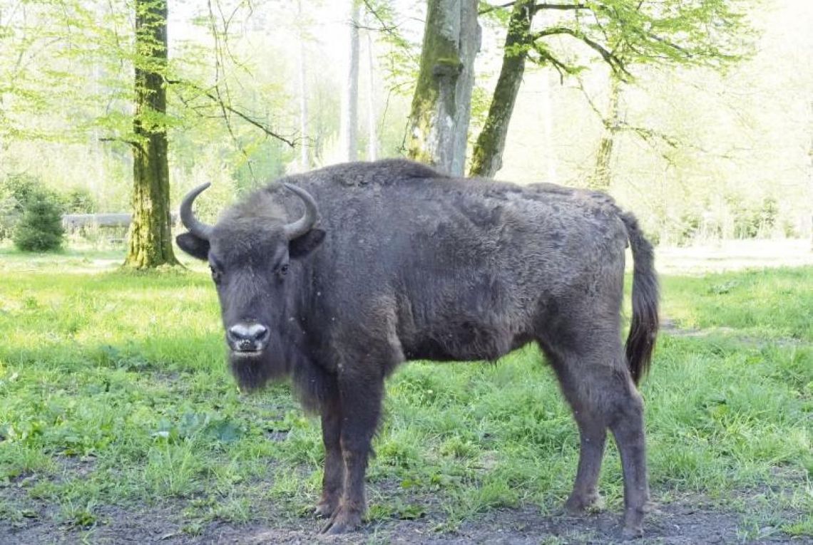 „Razem dla żubra” – mławski konkurs dla szkół