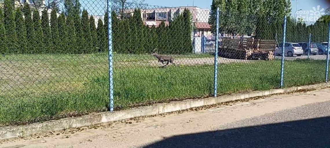 Sarna uwięziona w mieście. Zobacz zdjęcia z akcji ratunkowej