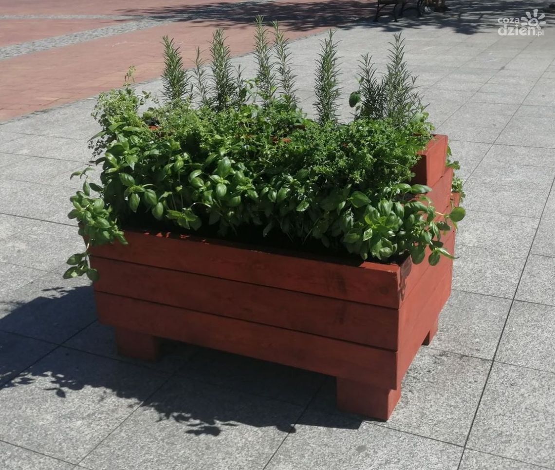 Świeże przyprawy w centrum Przasnysza