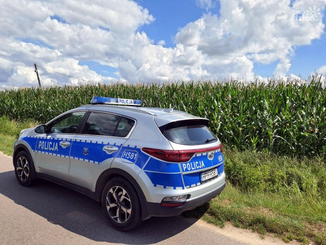 Szreńsk. Uciekł przed policją w pole kukurydzy