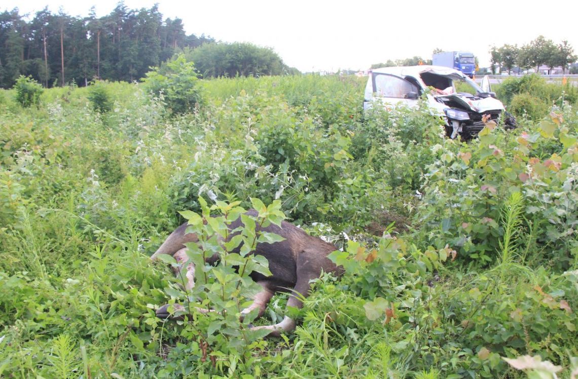 Tragiczne zderzenie osobówki z łosiem na krajowej siódemce 