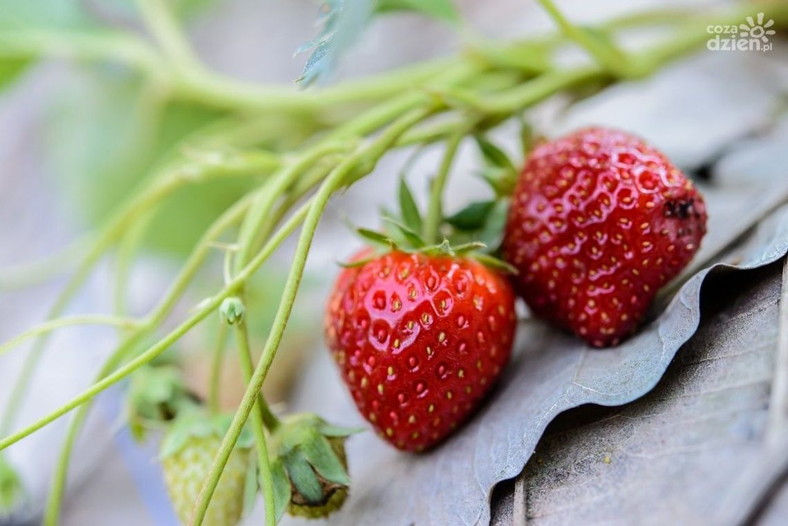 Trudny sezon dla plantatorów truskawek