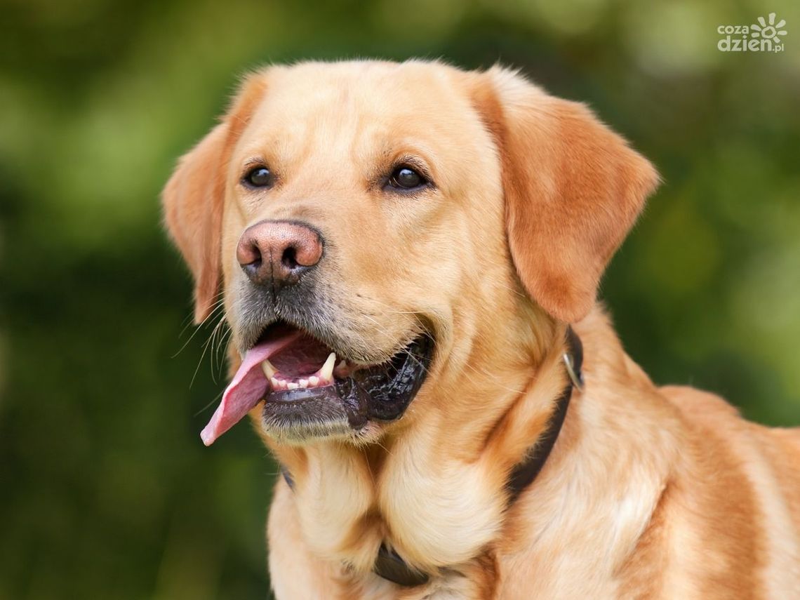 Ukradł labradora. Wpadł bo wyszedł z nim na spacer