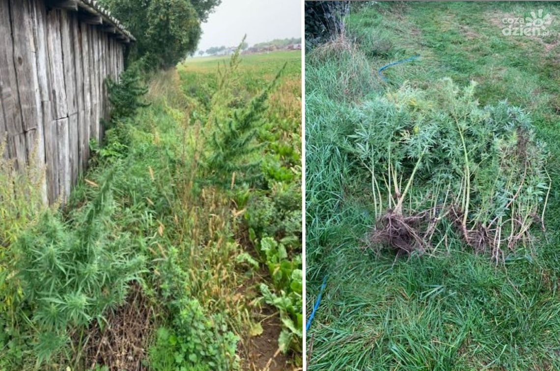 Uprawiał konopie za ponad 85 tys. zł. Uprawiał konopie za ponad 85 tys. zł.