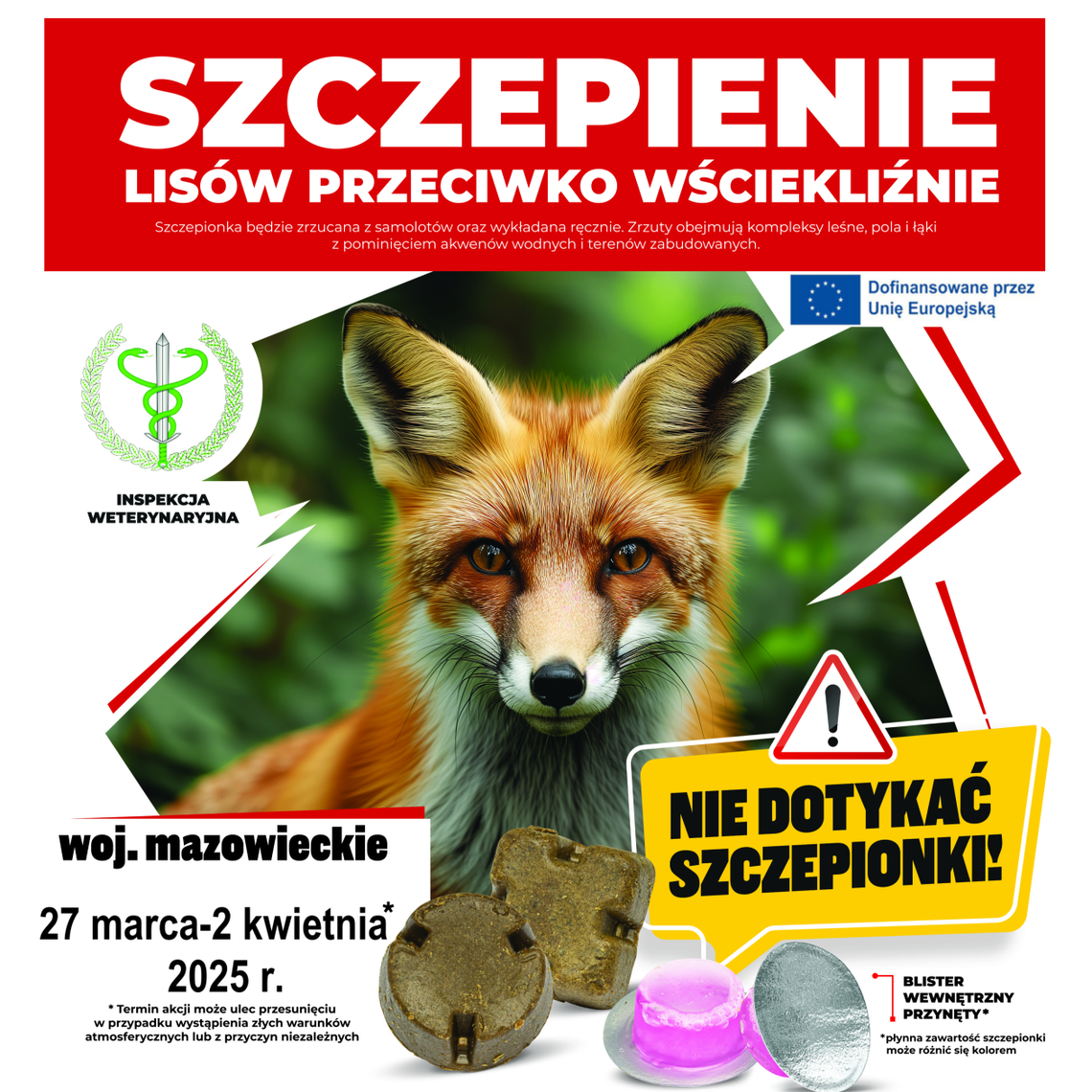 Uwaga! Szczepienie lisów przeciwko wściekliźnie na Mazowszu - ważne informacje dla właścicieli zwierząt