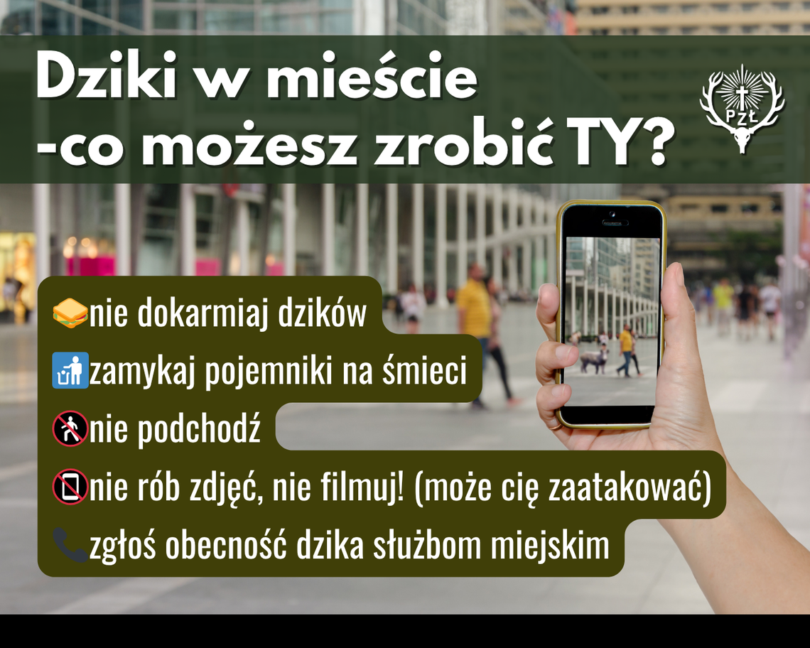 W miastach coraz częściej pojawiają się dzikie zwierzęta