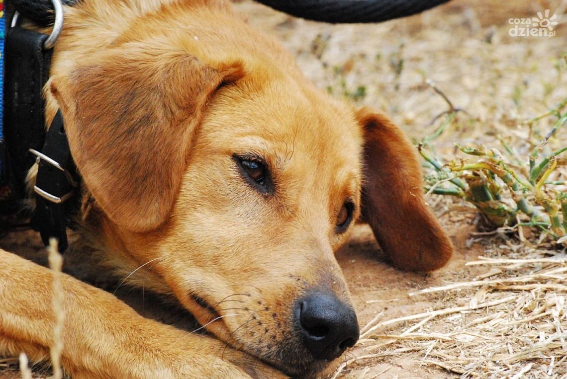 Więcej adoptowanych zwierząt? Schronisko: Adopcja tak, ale nie na chwilę
