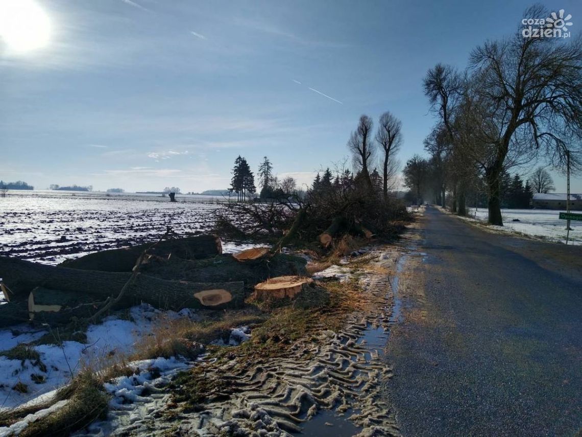 Wycięte drzewa wrócą w postaci ławek