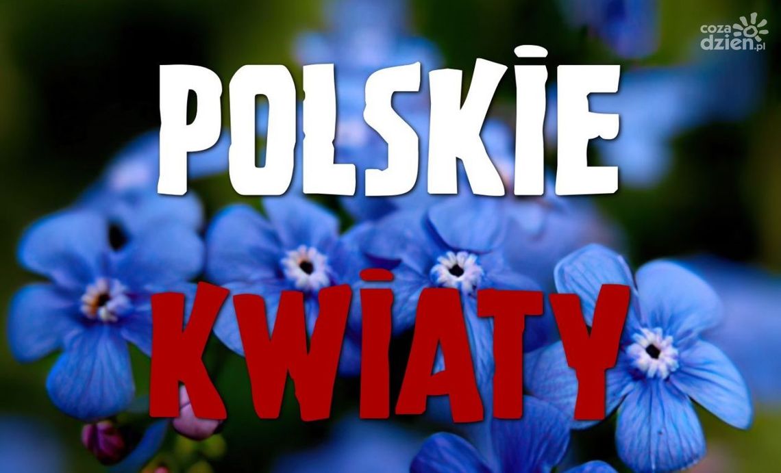 Wydarzenie "Polskie Kwiaty" w Ciechanowie