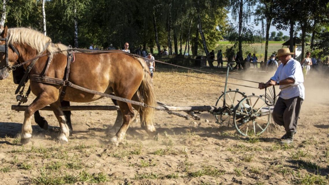 Kopanie ziemniaków podczas wykopek w skansenie w Sierpcu