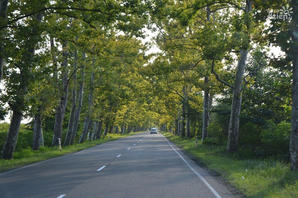 Zasnął i uderzył w drzewo. Motorowerzysta był kompletnie pijany