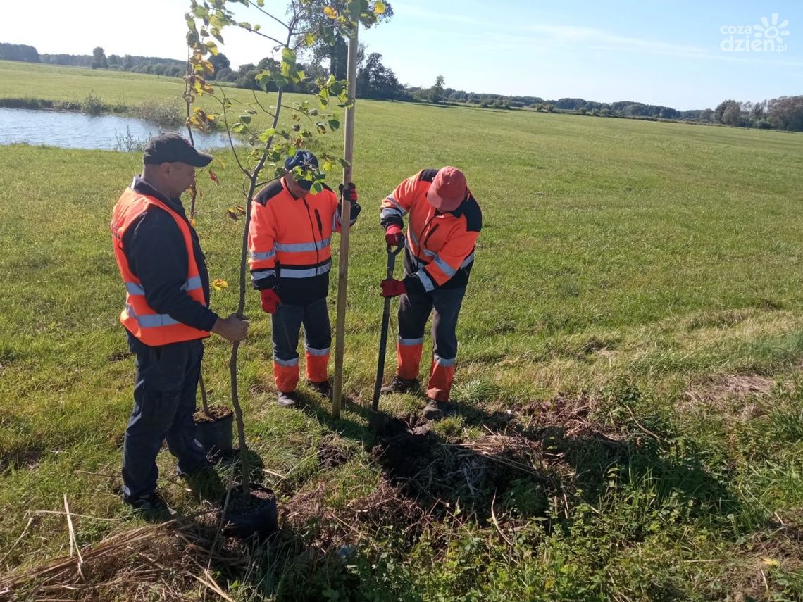 Zielone płuca powiatu ciechanowskiego rosną z w siłę!