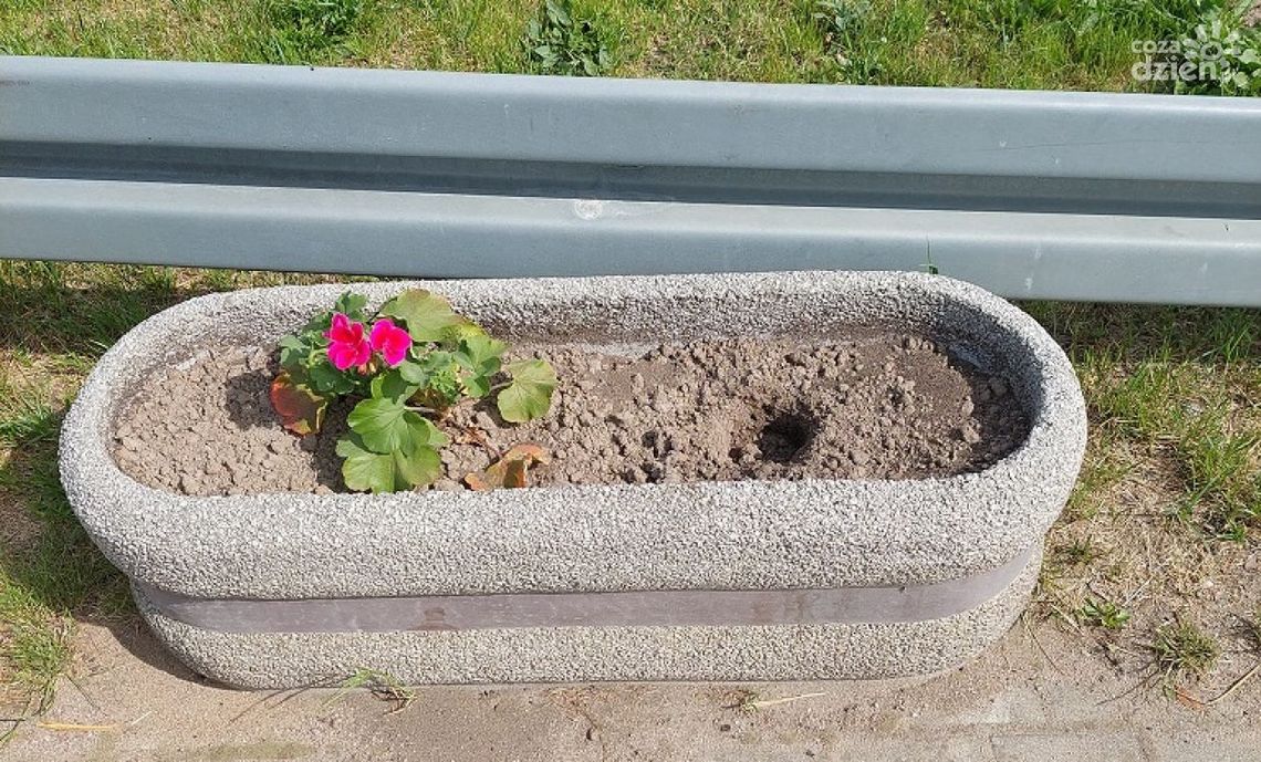 Znikające kwiaty. "Zapłaciliśmy za nie wszyscy"