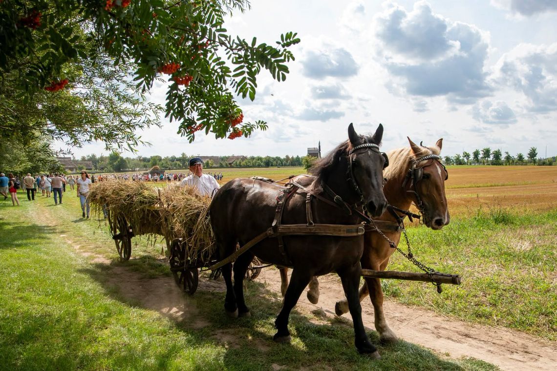 Na pokaz dawnych prac polowych zaprasza Muzeum Wsi Mazowieckiej w Sierpcu - żniwa w skansenie