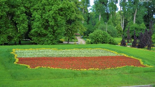 Biało-czerwone kwiaty w centrum Ciechanowa (zdjęcia) Biało-czerwone kwiaty w centrum Ciechanowa (zdjęcia)