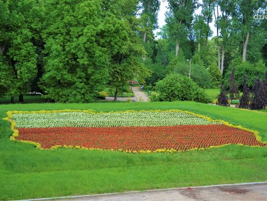 Biało-czerwone kwiaty w centrum Ciechanowa (zdjęcia)