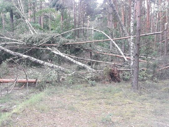 Wichura spustoszyła ciechanowskie lasy (zdjęcia)