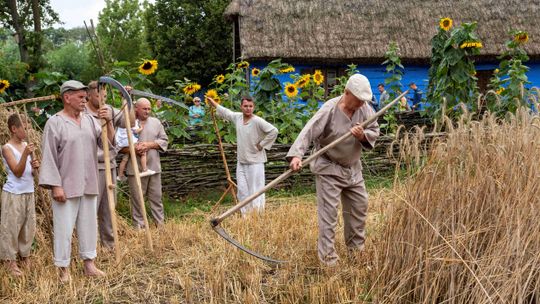 Żniwa w skansenie w Sierpcu. Zobacz, jak pracowano na wsi sto lat temu!