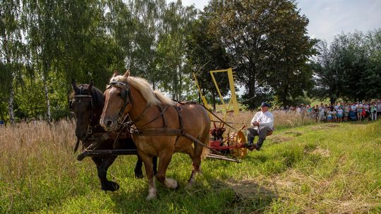 Żniwa w skansenie w Sierpcu. Zobacz, jak pracowano na wsi sto lat temu!