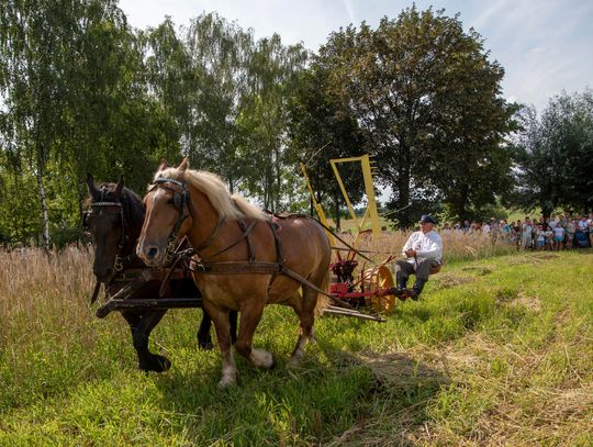 Żniwa w skansenie w Sierpcu. Zobacz, jak pracowano na wsi sto lat temu!