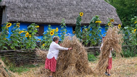 Tradycyjne żniwa w skansenie w Sierpcu.