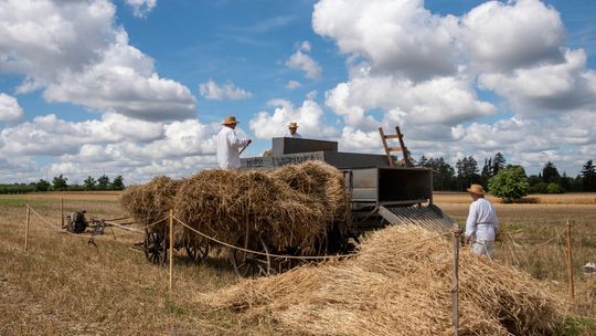 Tradycyjne żniwa w skansenie w Sierpcu.