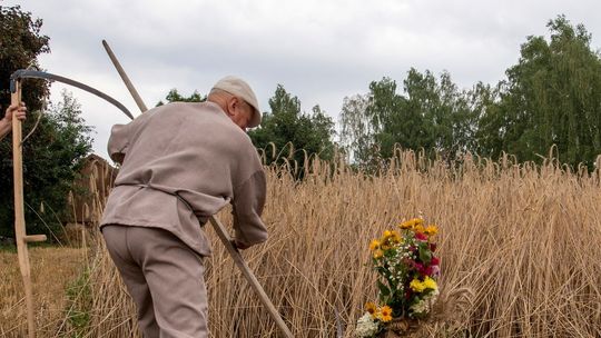 Tradycyjne żniwa w skansenie w Sierpcu.
