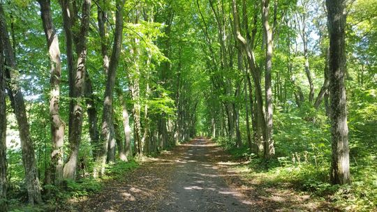 Aleja grabowa ponad kilometr długości