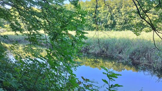 Jeden ze stawów w parku w Krasnem