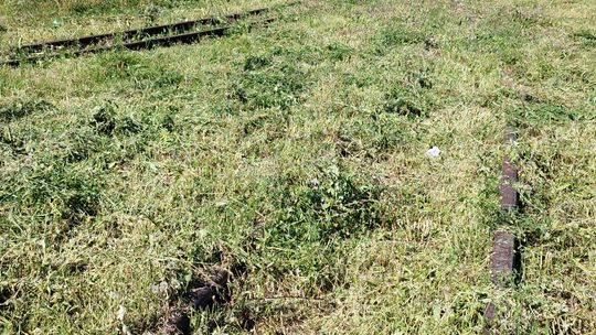 Tory kolejki wąskotorowej w Krasnem