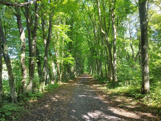 Aleja grabowa ponad kilometr długości