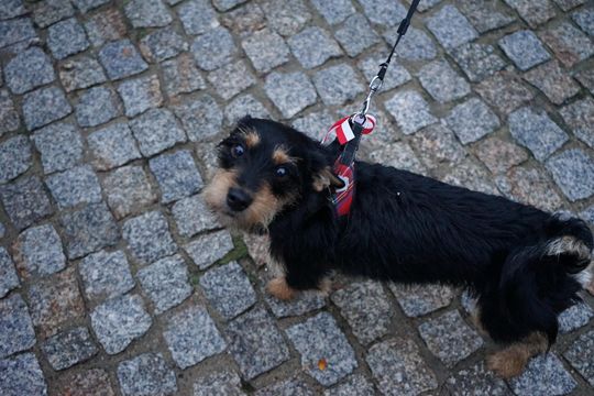 Zdjęcie z uroczystości niepodległościowych w Ciechanowie