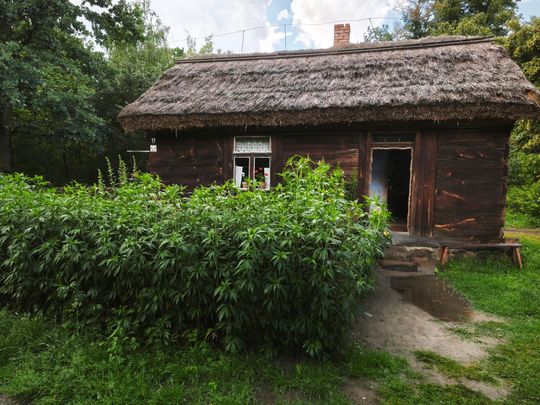 Miodobranie w Sierpcu 2026. Pokazy pszczelarskie i dawne rzemiosło w skansenie
