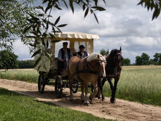 Miodobranie w Sierpcu 2026. Pokazy pszczelarskie i dawne rzemiosło w skansenie